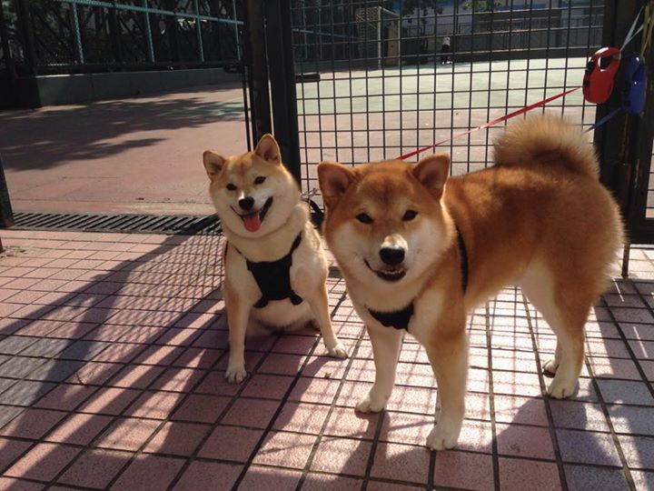 “法甲焦点比赛:明星对决热门,场面精彩纷呈”,法甲 集锦